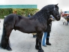beautifull-fresian-horse-for-sale